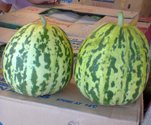 山东花蕾甜瓜大量上市