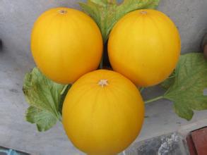 大量供应瑞红洋香瓜