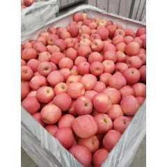 山东优质苹果批发