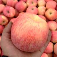 山东省冷库苹果批发行情红富士苹果价地价格